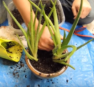 Aloe Vera ze vzduchu pomáhá odstraňovat formaldehyd a benzen.